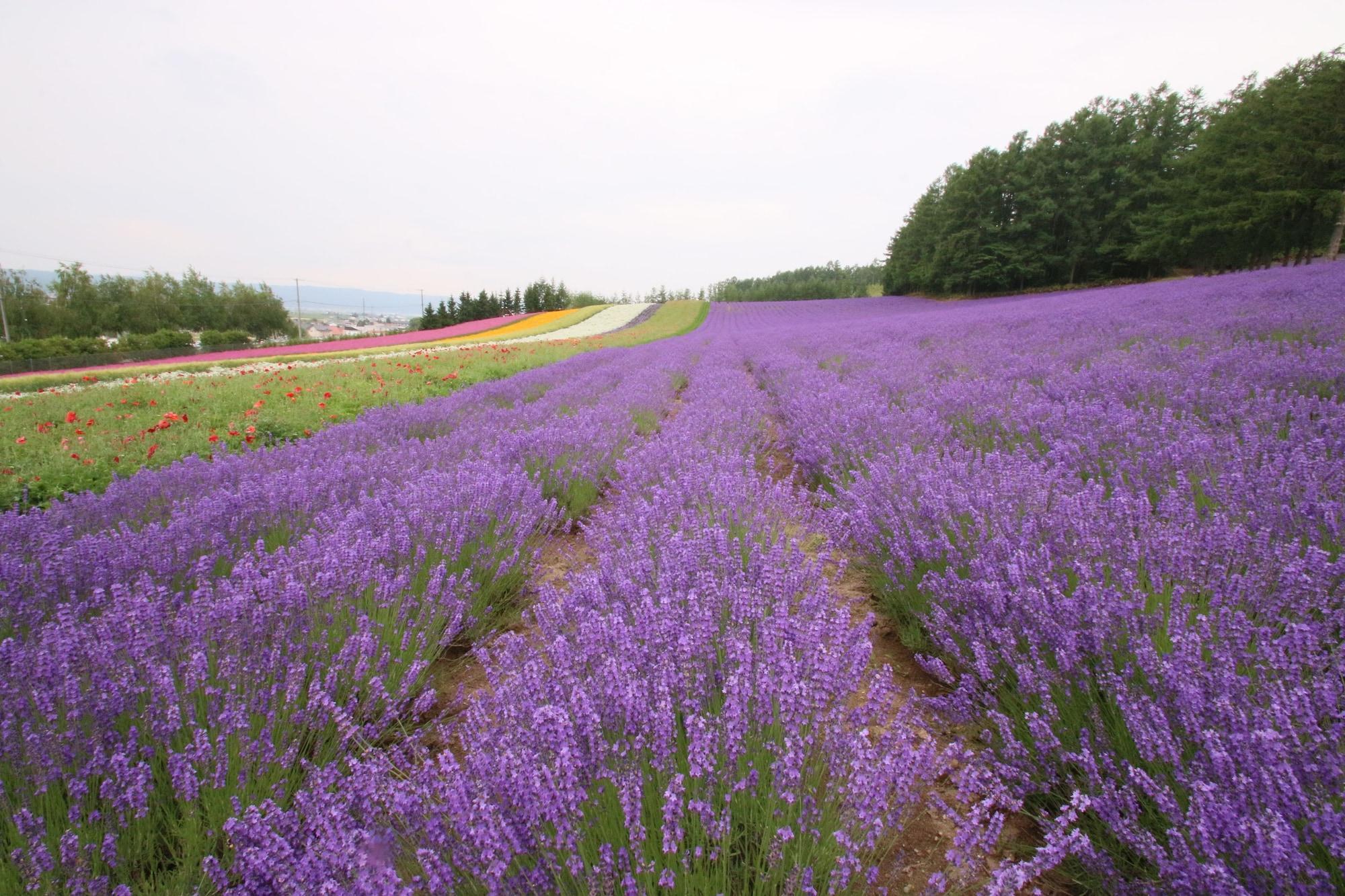 Hotel Furano Shiyuirin Kamifurano Zewnętrze zdjęcie