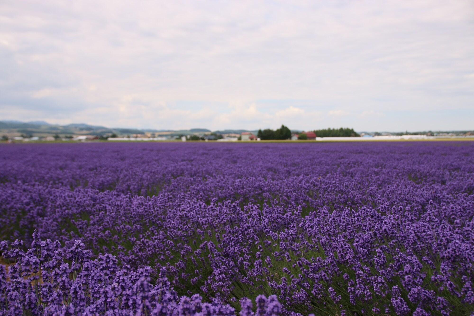 Hotel Furano Shiyuirin Kamifurano Zewnętrze zdjęcie